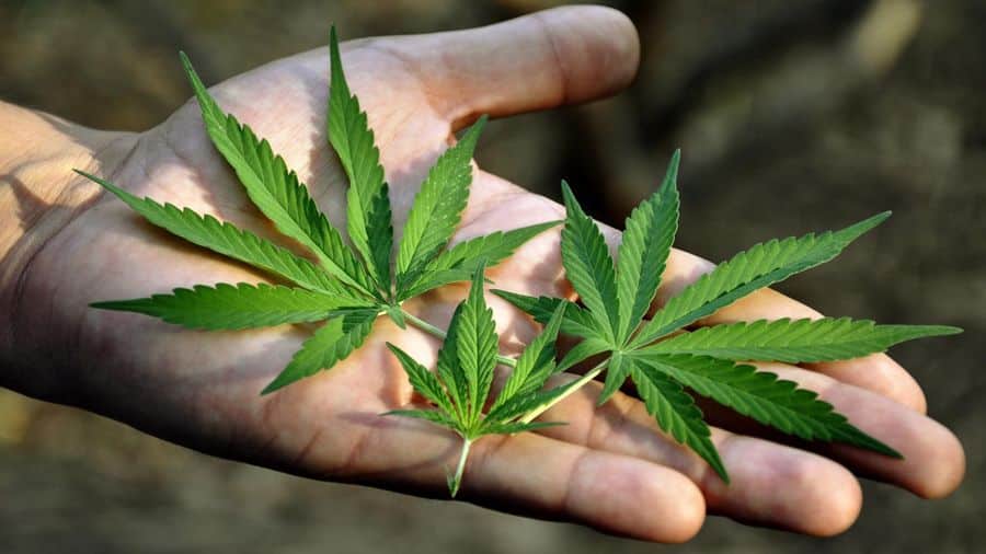 Maconha faz mal? Entenda o que ela causa no corpo e na mente